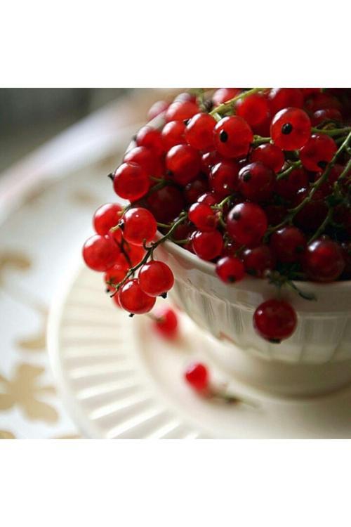 2 Yaşında Tüplü Frenk Üzümü (Ribes Rubrum) Fidanı - Lezzetli Kırmızı Meyve Veren Fidan