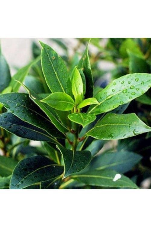 Aromatik Defne Ağacı Fidanı - 1-2 Yaşında Tüplü, Bahçeniz İçin İdeal