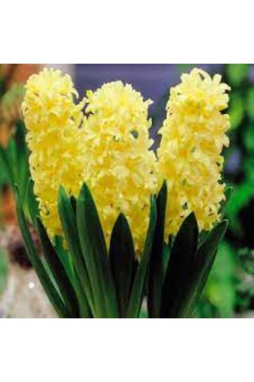 Gipsy Princess Sarı Sümbül Soğanı – 5 Adet | Hoş Kokulu Bahar Çiçeği