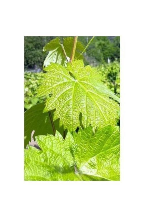 Yapraklık Sarmalık Gölgelik Bağ Asma Fidanı 10-20 Cm Bfklruv8