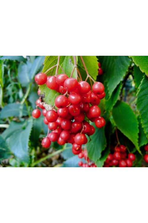 Tüplü 1-2 Yaşında Girebolu (Viburnum Opulus) - Doğal Ve Şifalı Meyveler Saksılı