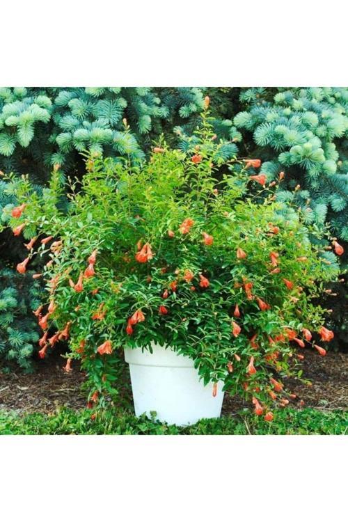 Süs Narı Fidanı Tüplü