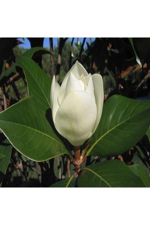 2 Yaş Saksılı Manolya Çiçeği Fidanı Boy 20-30 Cm