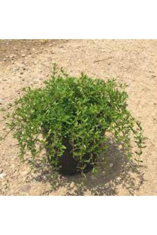 Yayılıcı Kekik (Thymus Serpyllum) Fidanı -Aromatik Ve Hızla Yayılan Yer Örtücü 1-2 Yaş Arası Saksılı