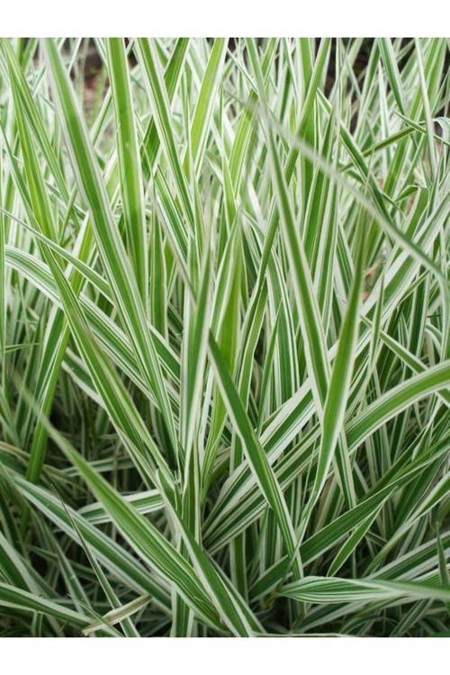 Alacalı Kurdele Çim Beyaz Ve Yeşil Çizgili Yapraklı Yer Örtücü Bitki 2 Yaş