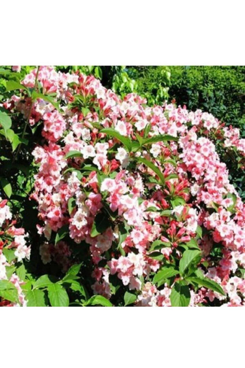 Pembe Vangelya Gelin Tacı Çiçeği 50 Cm Weigela Florida