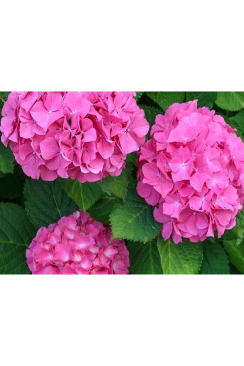 Ortanca Çiçeği Fidanı Tüplü Pembe Renkli Cinsi [Hydrangea Macrobhylla]