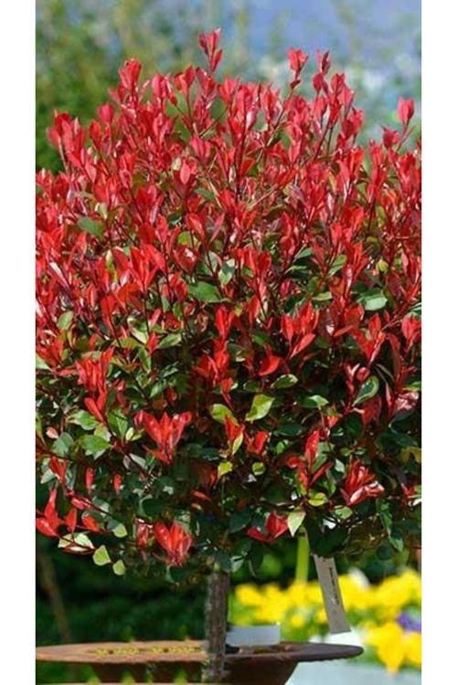 50-60 Cm Boyunda Alev Ağacı (Photinia Fraseri) Fidanı - Göz Alıcı Kırmızı Yapraklı Peyzaj Bitkisi