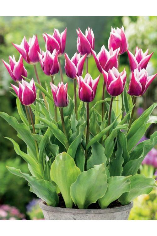 Claudia Lale Soğanı – Mor Ve Beyaz Renkli (5 Adet)