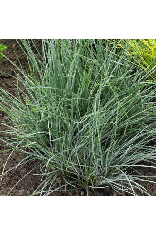 Mavi Çim Fidanı 2 Yaşında Tüplü