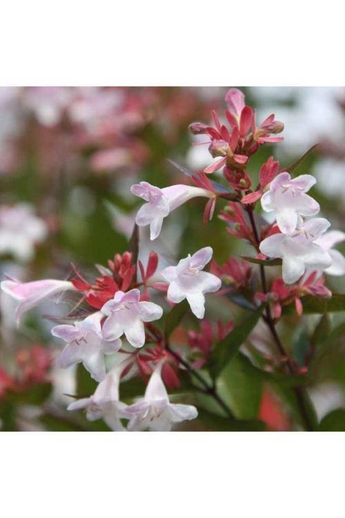 Abelya-Büyük Çiçekli Kelebek Çalısı (Abelia Grandiflora)