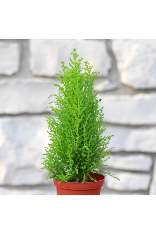 Limon Servi - Limon Çamı 30 Cm Viyolde 2 Adet