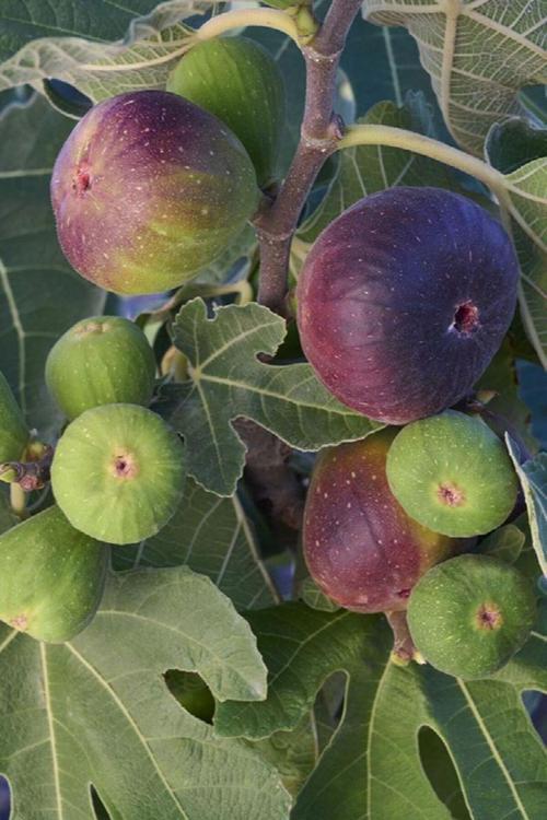 Mor Fatih İncir Fidanı 20-40 Cm Saksılı