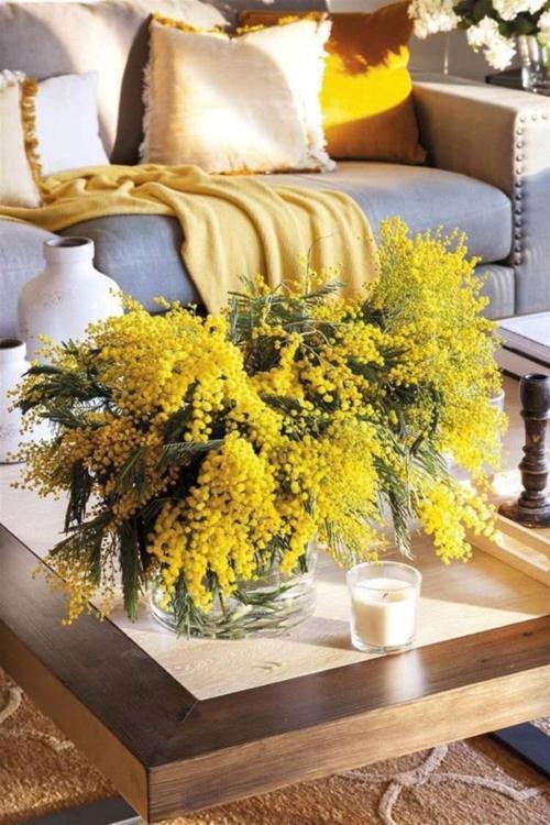 2 Yaşında Tüplü Mimoza Çiçeği (Acacia Dealbata) Fidanı - Göz Alıcı Sarı Çiçekli Egzotik Bitki