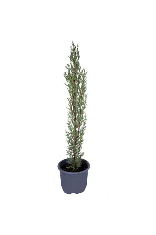 Kara Selvi - Mezarlık Servi Saksı'Da - Cupressus Sempervirens - 35-45 Cm Dikime Hazır