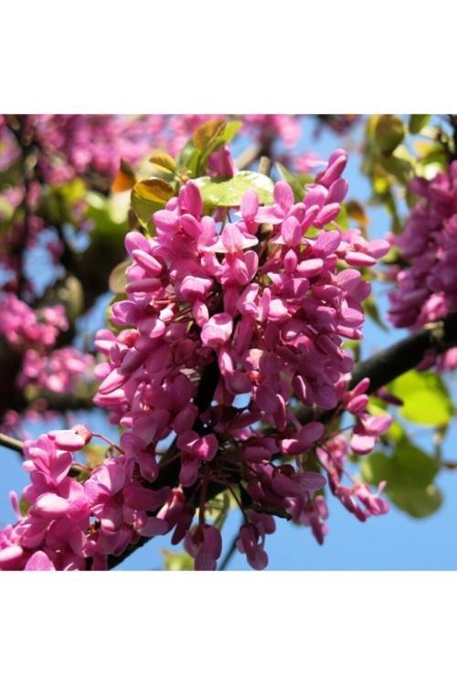 Tüplü Erguvan Ağacı (Cercis Siliquastrum) Fidanı (40-50 Cm 2 Yaş)
