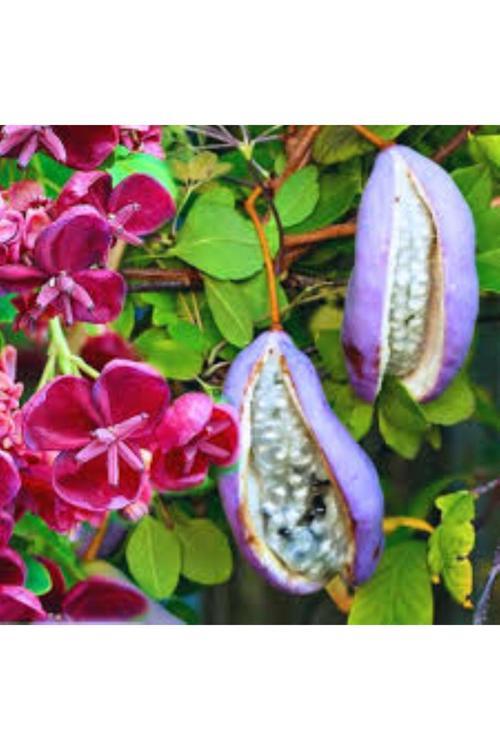 Çikolata Sarmaşığı Fidanı 30-50 Cm 1-2 Yaş Arası