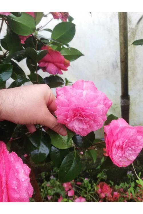 Kamelya Fidanı Pembe ( 40-80 ) Cm Tüplü