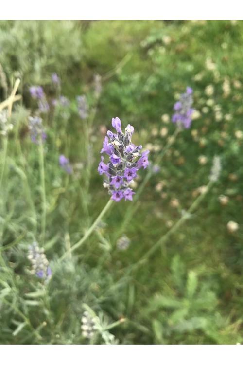 4'Lü Lavanta Çiçeği Fidanı 25-35 Cm