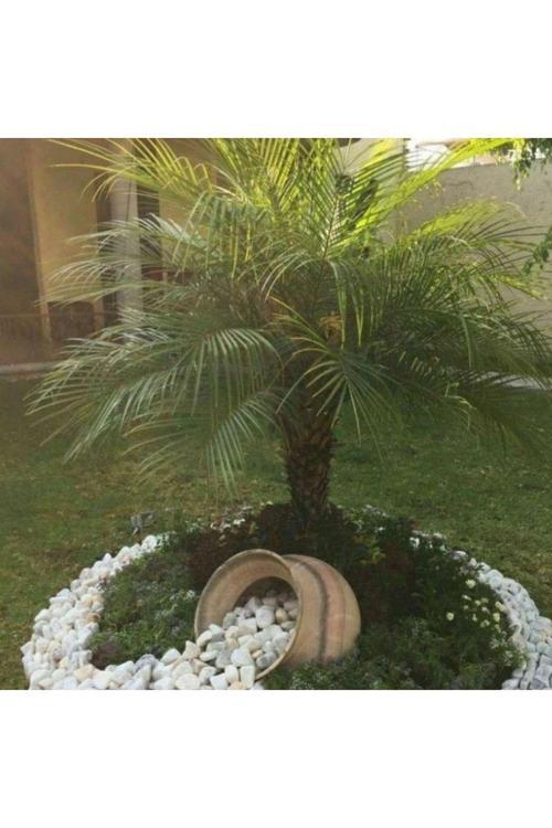 Palmiye Fidanı 50-70 Cm Tüplü - Hızlı Büyüyen Ağaç