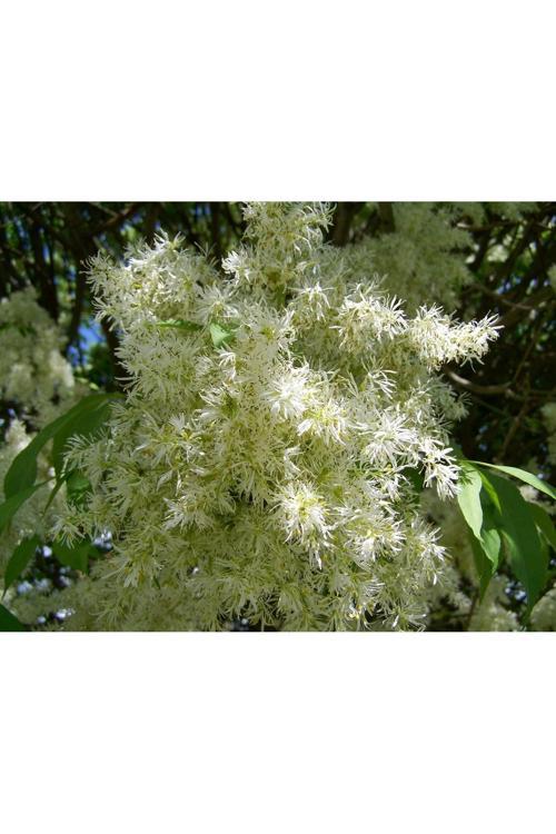 Dişbudak Fidanı - Gölgeli Ve Yeşil Bir Bahçenin Vazgeçilmezi 50 70 Cm