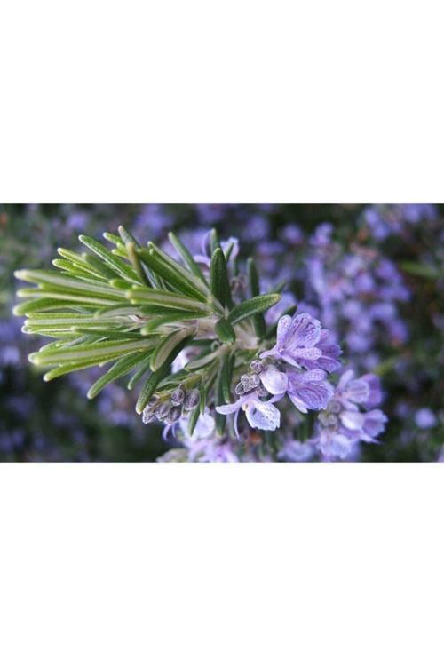 2 Adet Saksılı Biberiye (Rosmarinus Officinalis)