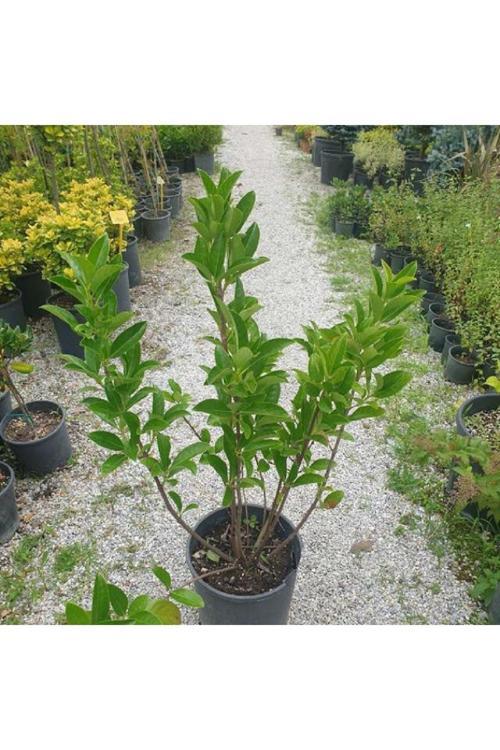 Lisgustrum Kartopu Çiçeği Fidanı 80 - 100 Cm Saksılı