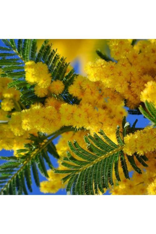 Mimoza Fidanı 25 50 Cm Acacia Dealbata Ada