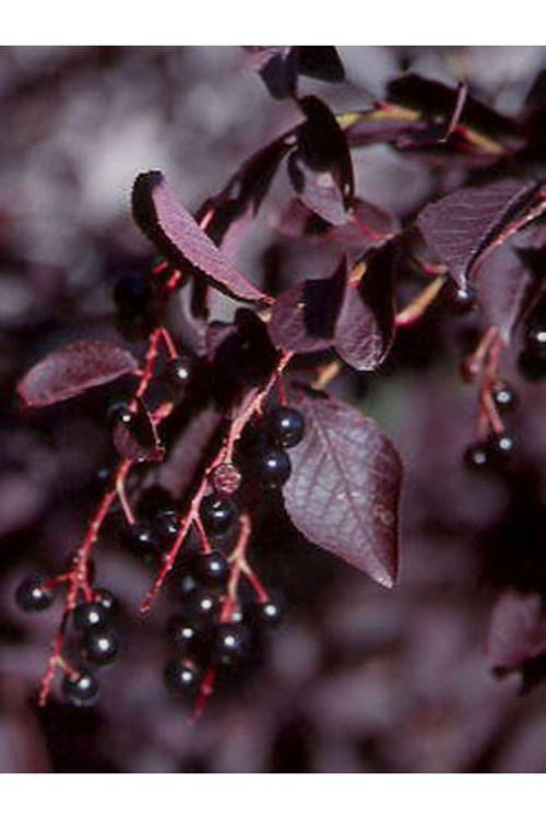 Kırmızı Yapraklı Süs Kirazı {Prunus Schubert] Fidanı 1-2 Yaş Arası