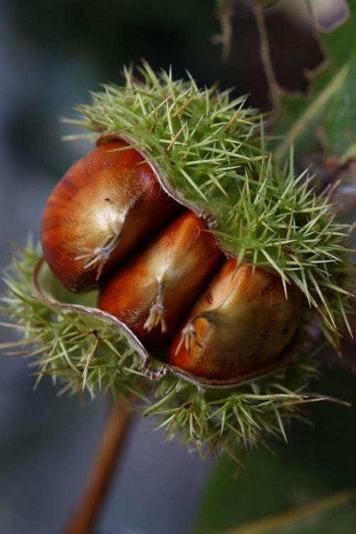 "2 Yaşında Kestane Ağacı (Castanea Sativa) Fidanı - Bahçeniz İçin Lezzetli Ve Dayanıklı"