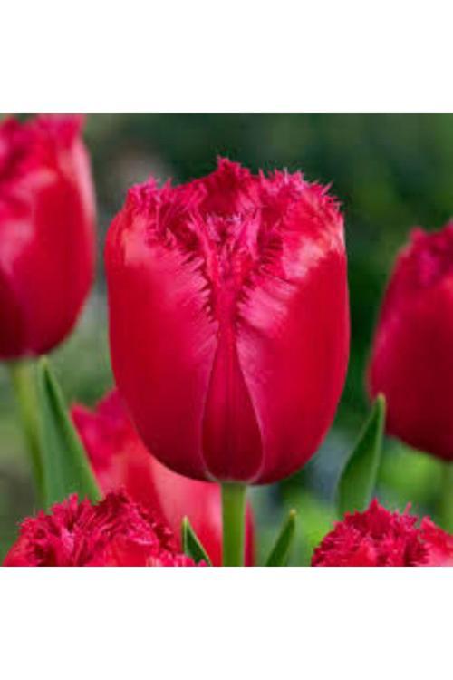 Burgundy Lace Kırmızı Lale Soğanı – 5 Adet