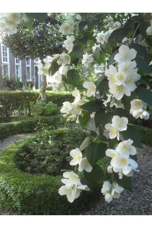 Filbahri Çiçeği Fidanı 30-50 Cm Boylarda 1-2 Yaş Arası Saksılı