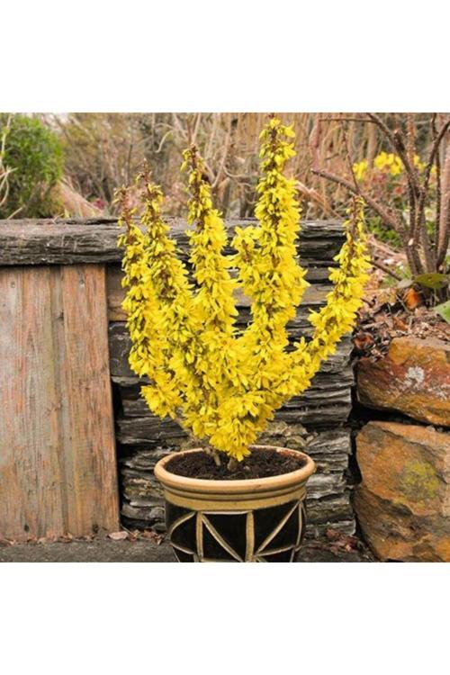 Altın Çanak Fidanı 1-2 Yaş Arası Tüplü