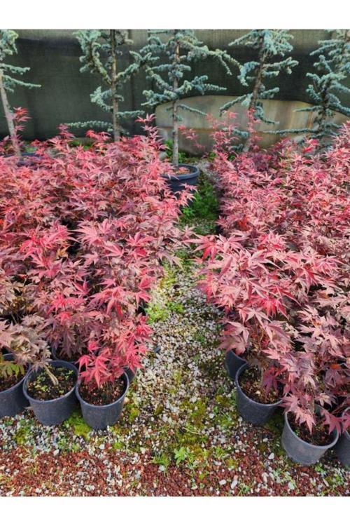 Japon Akçaağaç İthal (30-40)Cm