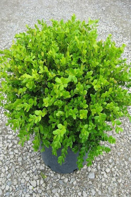 4 Adet Şimşir 20-40 Cm(Buxus Japonica Rococo ) Dış Mekan Süs Bitkisi