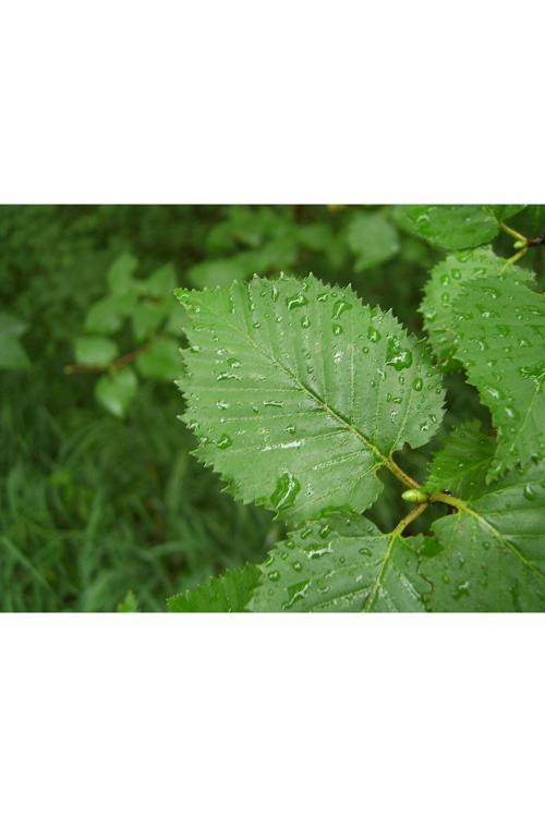 Huş Ağacı Fidanı (80 Cm Boylarında)