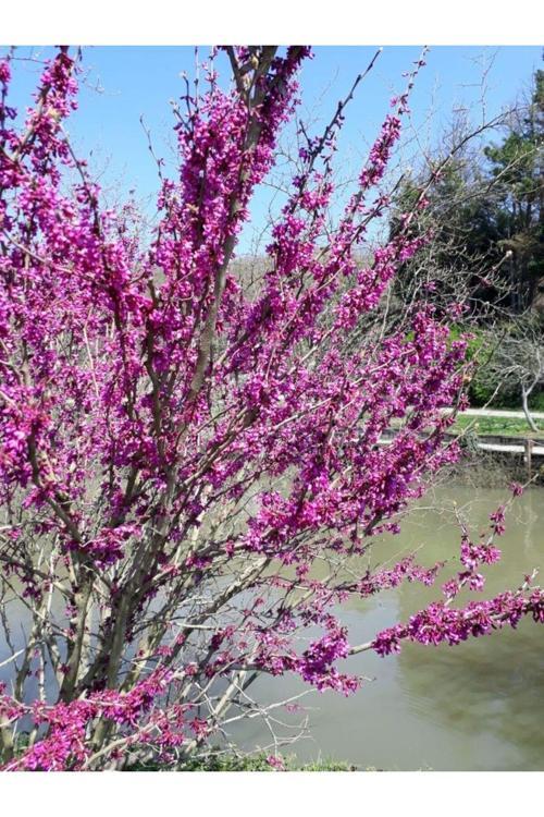 3 Adet Erguvan Fidanı | Cercis Siliquastrum | Muhteşem Mor Çiçekli Gösterişli Süs Ağacı