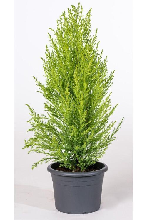 Limon Servi [Limon Çamı] 2 Adet Fidanı