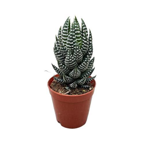 Haworthia Reinwardtii (Sukulent)