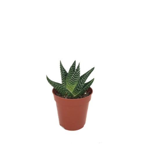 Gasterhaworthia 'Royal Highness' (Sukulent)