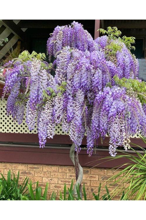 Mor Salkım Fidanı 2 Yaşında Tüplü