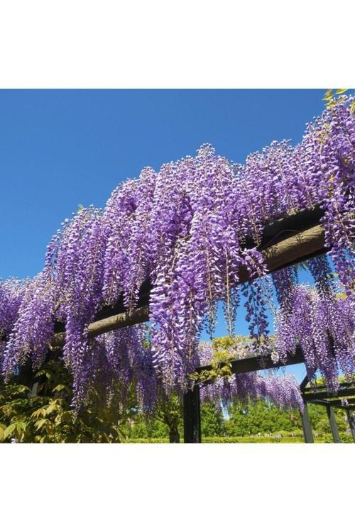 Mor Salkım Fidanı 2 Yaşında Tüplü