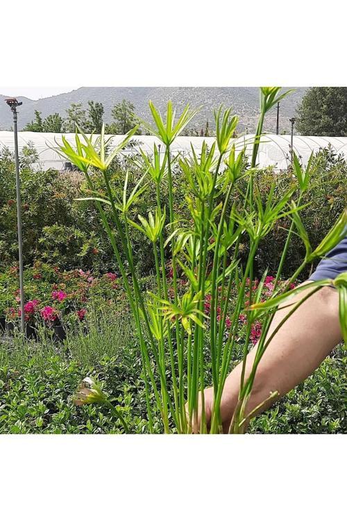 Saksılı Japon Şemsiyesi Bitkisi (2 Yaş) - Bahçe Ve İç Mekan İçin Fidan