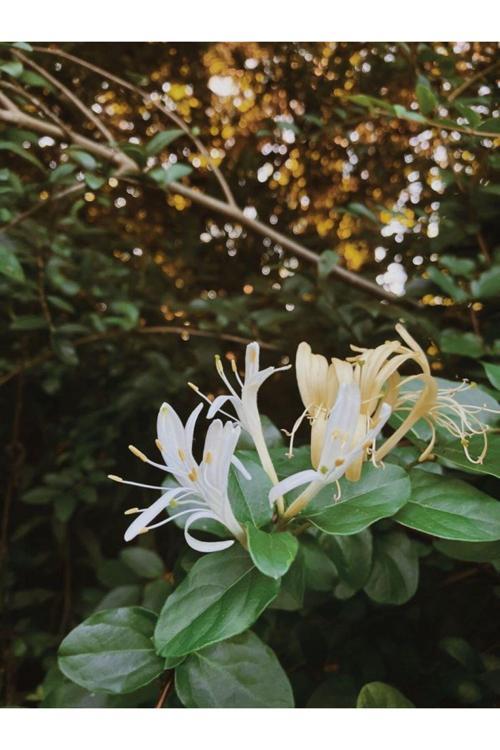 40-50 Cm Boyunda 2-3 Yaş Arası Hanımeli (Lonicera) Fidanı - Hoş Kokulu Ve Zarif Tırmanıcı Bitki