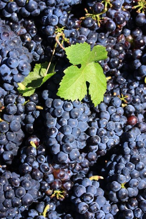 2 Adet Kalecik Karası Üzüm Fidanı 2 Yaş Tüplü