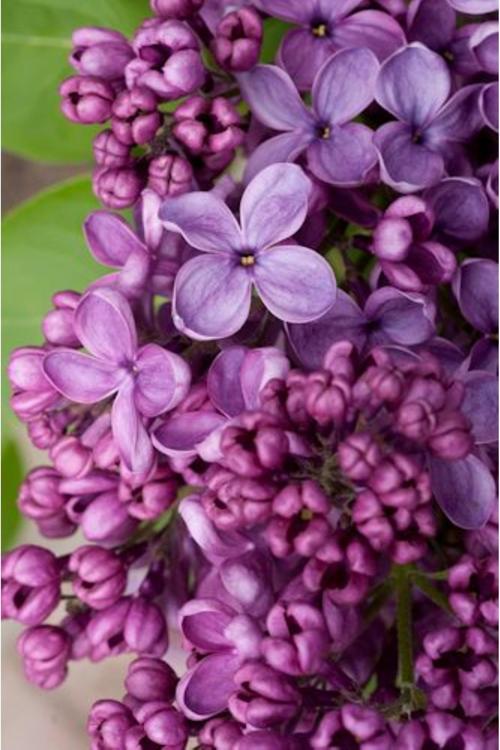 20 Cm Leylak Fidanı: Bahçenizi Baharla Buluşturun