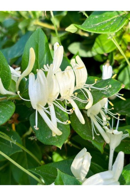 2 Yaşında Tüplü Hanımeli (Lonicera) Fidanı - Hoş Kokulu Ve Zarif Tırmanıcı Bitki
