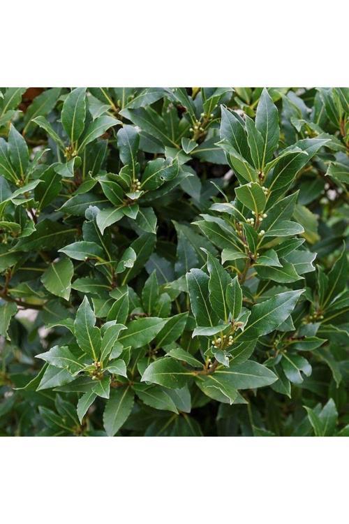 "10 Adet Defne Ağacı Fidanı - Taze Yapraklı Laurus Nobilis Fidanları