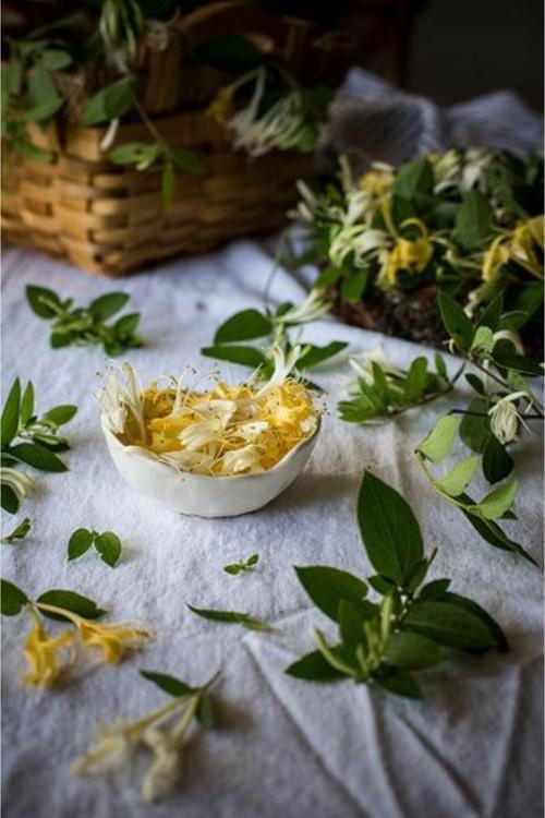 2 Yaşında Tüplü Hanımeli (Lonicera) Fidanı - Hoş Kokulu Ve Zarif Tırmanıcı Bitki