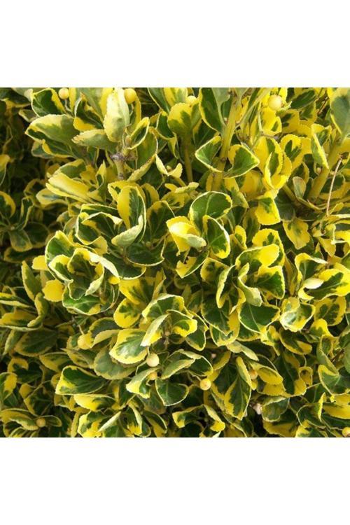 "45 Adet Gold Taflan Fidanı Tüplü (Euonymus Japonicus) - Dekoratif Sarı Kenarlı Çalı" 1 Yaş